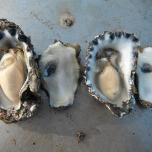 APRIL 2020  | New Oyster variety potential game changer