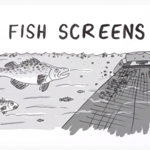 YOUTUBE Video - Fish screens saving native fish