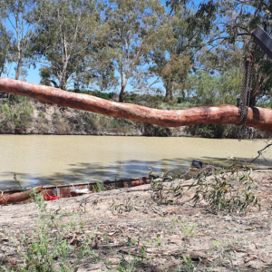 NOVEMBER 2020 | Upcycled Tree Stumps Bring New Life Into The Lower Darling River