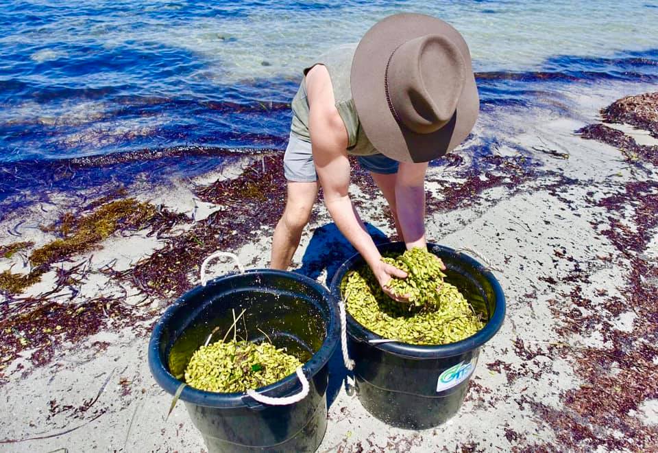 Adelaide Seeds for Snapper seagrass restoration given the green light