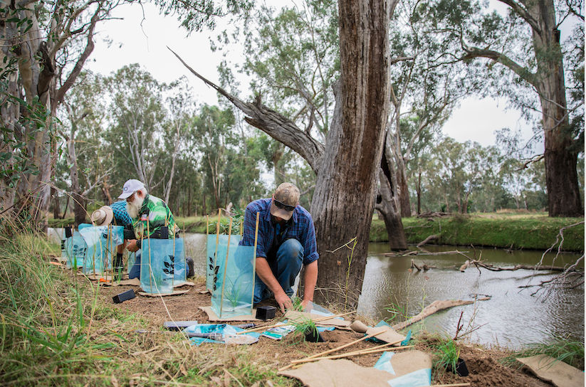 Trees helping restore Lachlan River waterway health