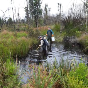 OzFishers Help Revive Oxleyan Pygmy Perch Habitat After fires