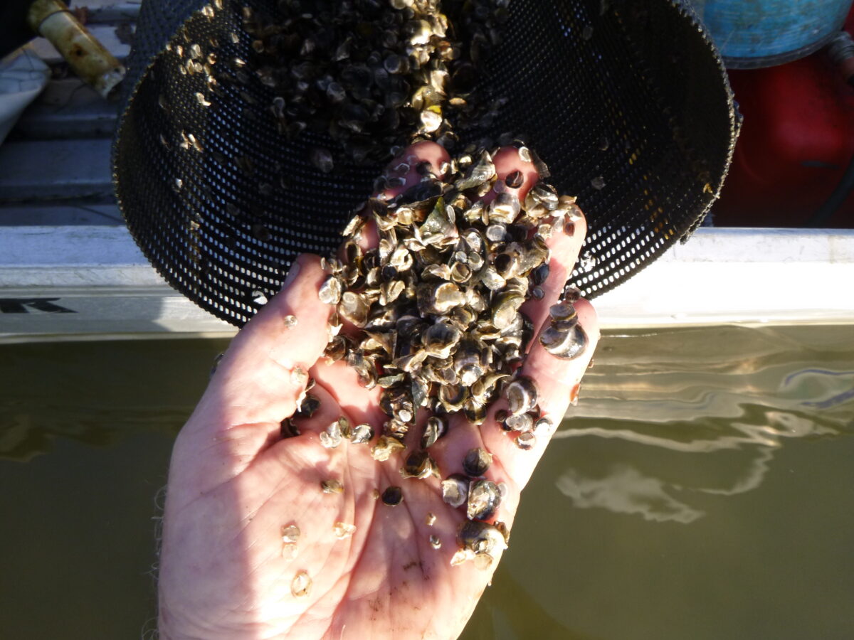 Baby Oysters a Promising Sign for the Richmond River