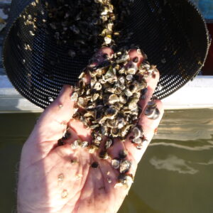 SEPTEMBER 2021  |  Baby oysters a promising sign for the Richmond river
