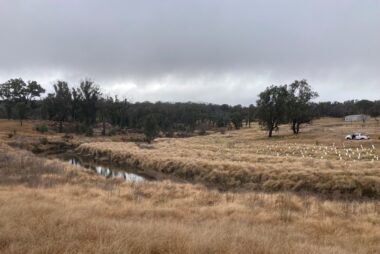 Tenterfield Creek, NSW