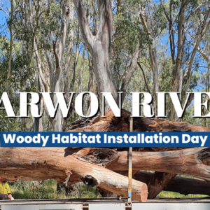 Barwon River woody habitat installation day