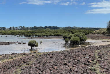 Turning the Tide on Westernport Mangroves, VIC