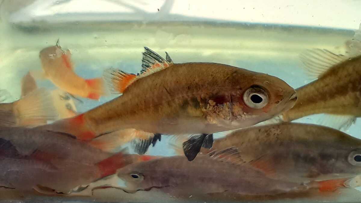 From little things, big things grow: Huge effort underway to help Southern Pygmy Perch survive 