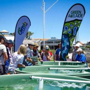 Adelaide Seagrass Restoration Draws 450+ Volunteers