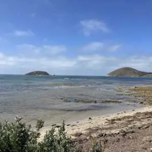 Silver linings for Fleurieu seagrass restoration