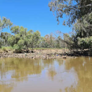 22 February 2023  |  Macquarie River blocked in stretches as flood-time debris accumulates