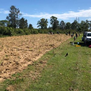 2018 Native Tree Planting - Coomera River 