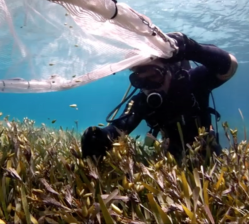 Seagrass restoration set to reseed a million more seeds Into Cockburn Sound