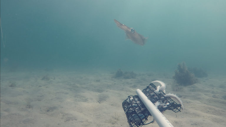 restoring the bay at port phillip bay Victoria