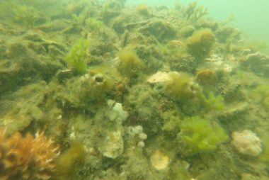 Pumicestone Passage Shellfish Reef Restoration