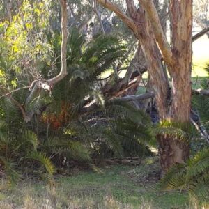 Lachlan River Noxious Weed Removal