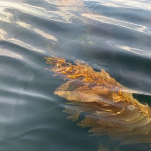  Rec Fishers find endangered kelp