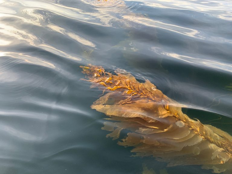 Rec Fishers find endangered kelp