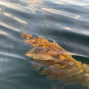 17 MARCH 2020  |  Rec fishers find endangered kelp