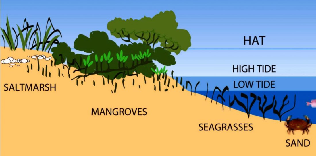 Preserving our saltmarshes | OzFish Unlimited