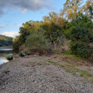 14 AUGUST 2020 | Fish Habitat Action Growing On The Manning River