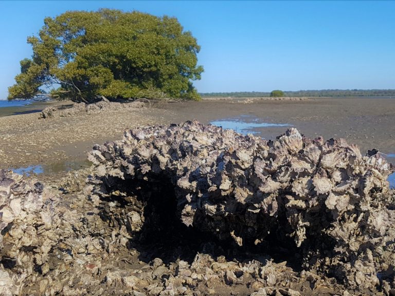 Restoring Shellfish Reefs in Pumicestone Passage