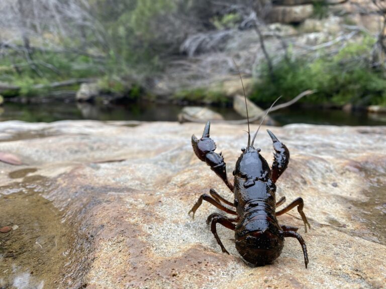 Tuross River, NSW