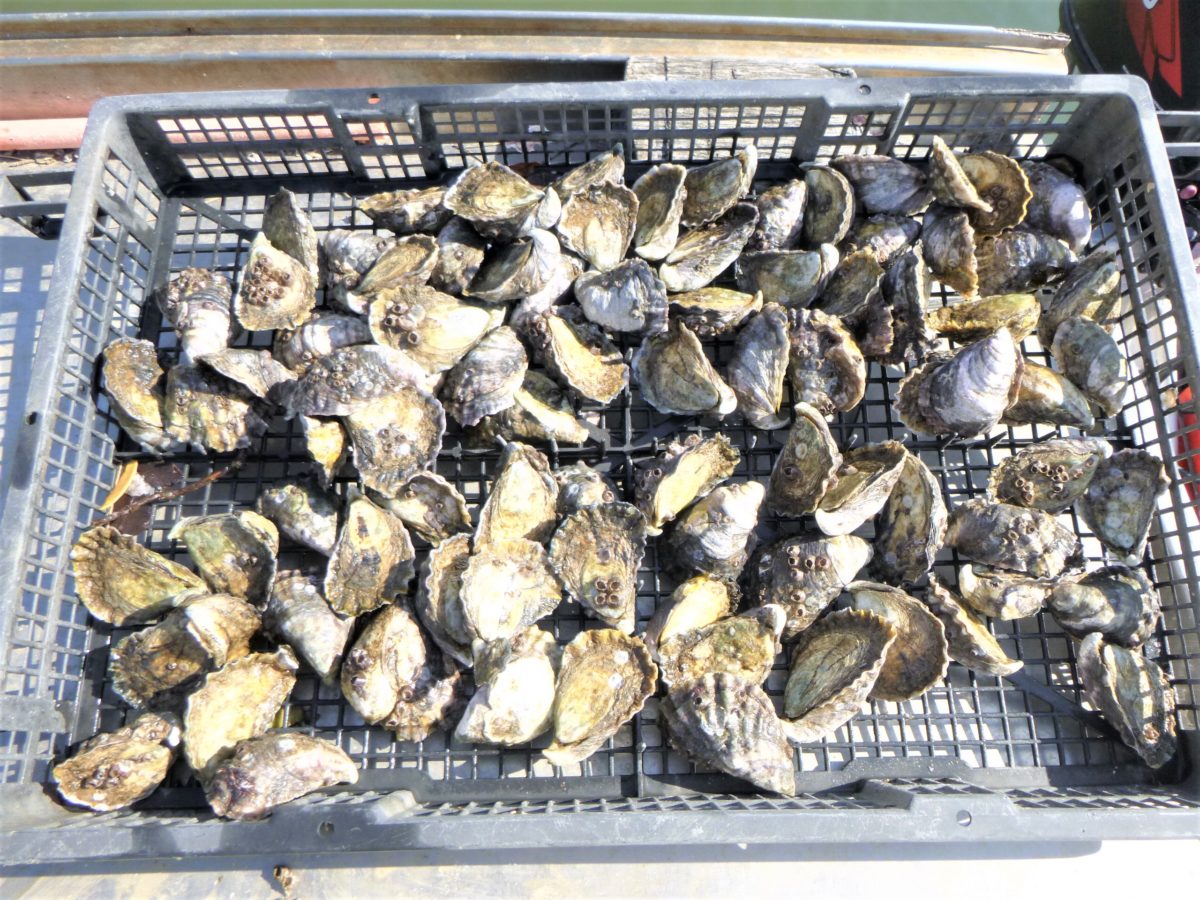 richmond river oysters 