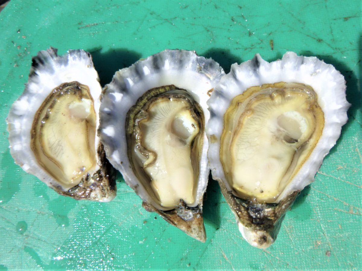 richmond river oysters 