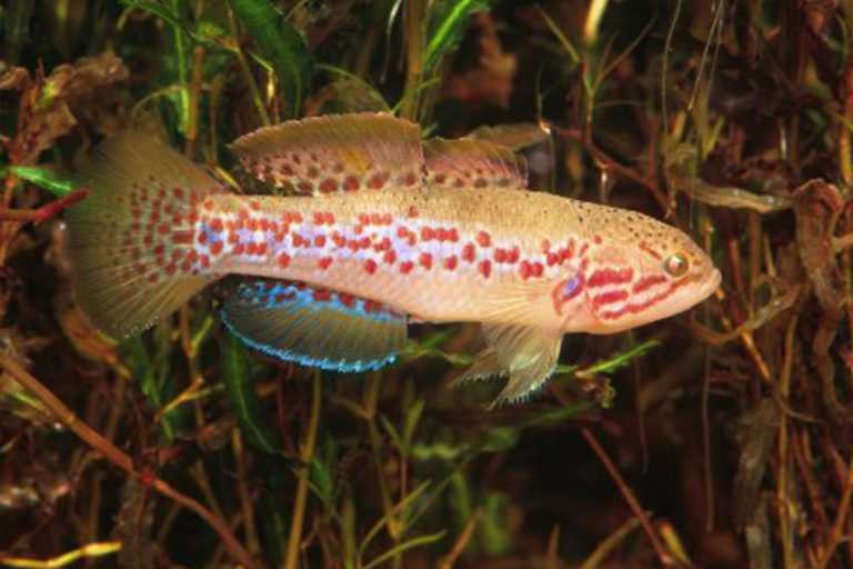 Rediscovering the Jewel of the Murray-Darling: The Southern Purple Spotted Gudgeon