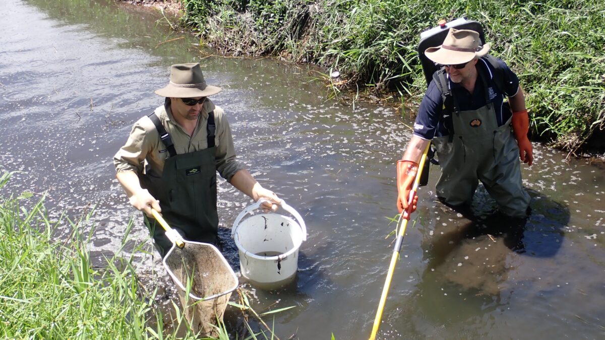 Two people standing in creek with bucket and other fish monitoring tools