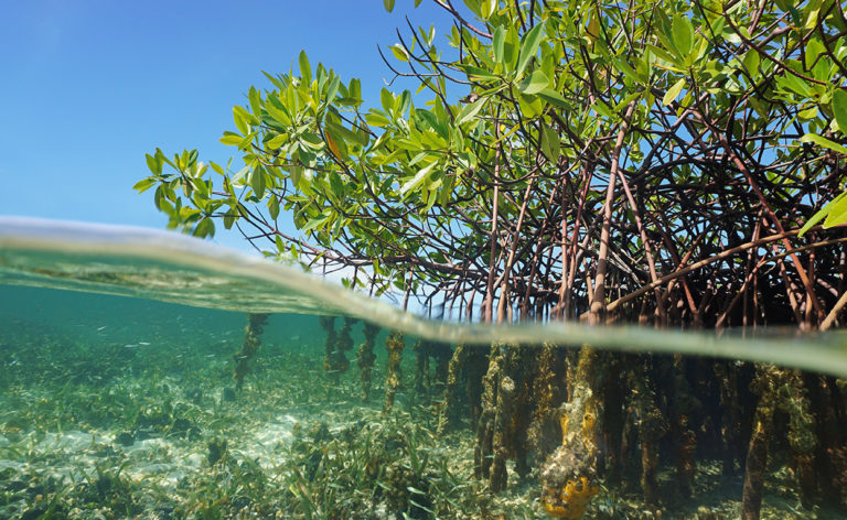 Unpack Habitat: Mangrove Forests
