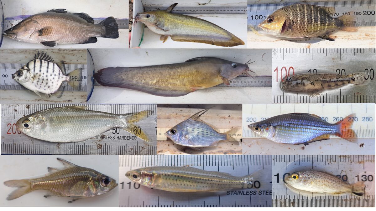 Fish i.d. guide with 12 photos pasted together of laid flat being measured