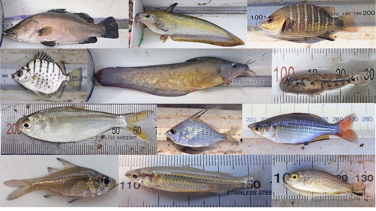 12 different fish laid flat out of water whilst being measured 