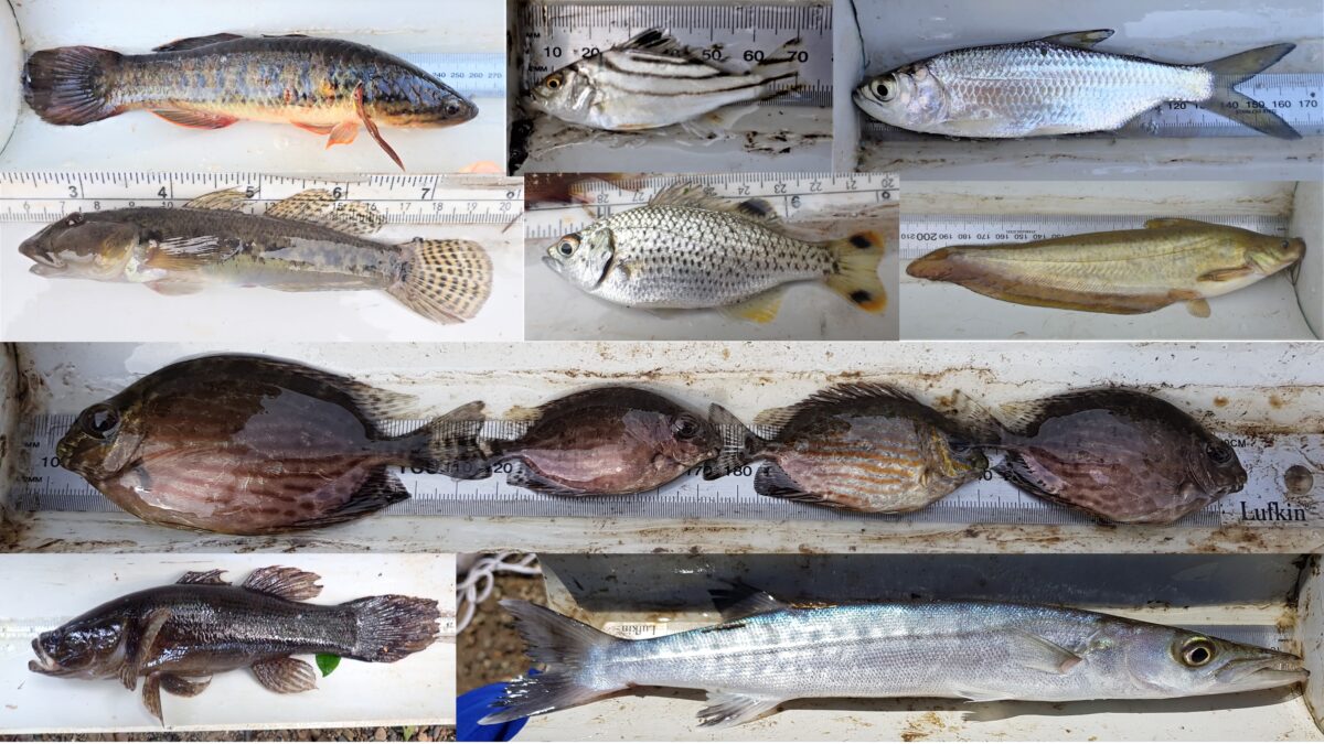 Fish i.d. guide with 11 photos pasted together of laid flat being measured
