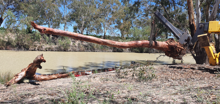 Upcycled tree stumps bring new life into the Lower Darling River