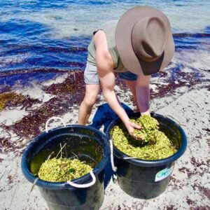 Adelaide Seeds For Snapper Seagrass Restoration Given The Green Light
