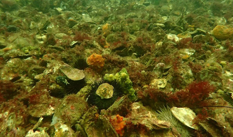 Unpack habitat – Shellfish Reefs