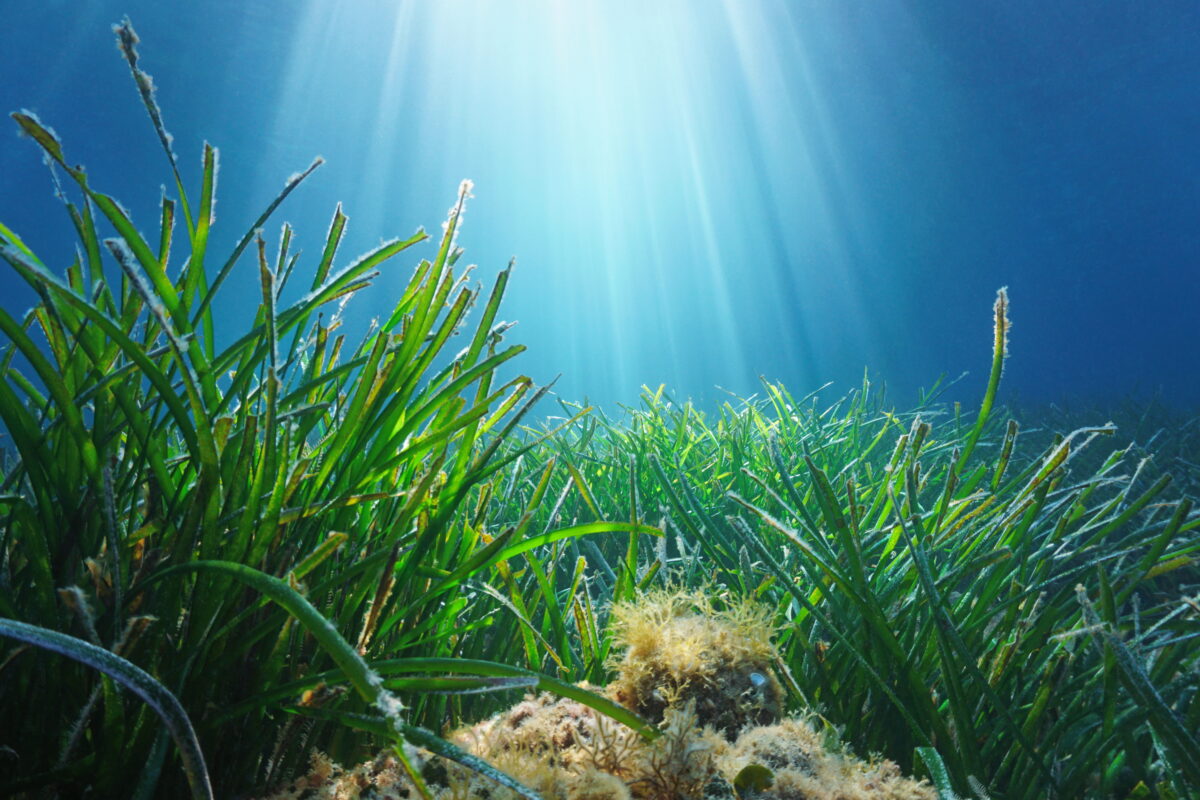 Unpack Habitat - Seagrasses | OzFish Unlimited