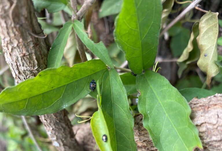 Beautiful beetle to the rescue for fire impacted waterways