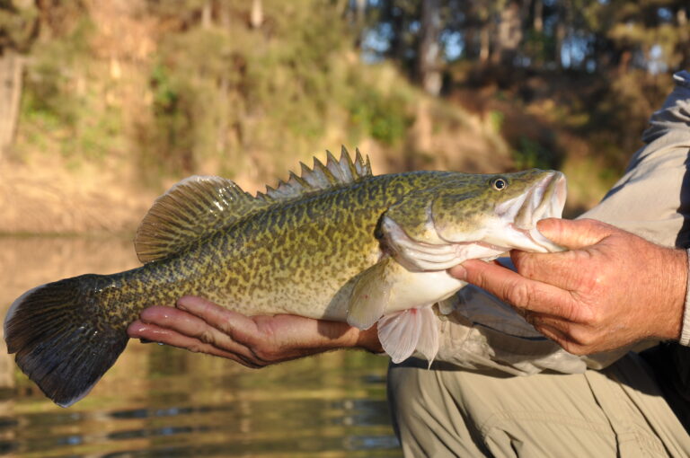 Why hatchery bred Murray cod aren’t quite making it in the wild