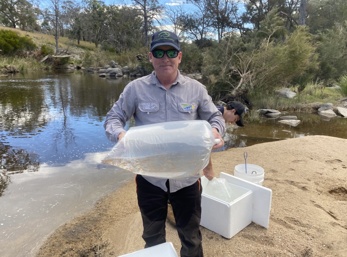Harry from OzFish with Southern Purple Spotted Gudgeon fingerlings in a bag at Tenterfield NSW
