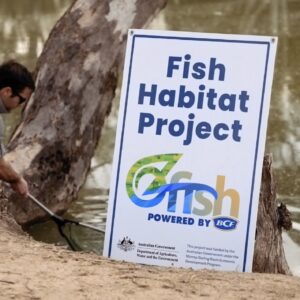 OzFish Volunteers Salvage Critically Endangered Fish Species 