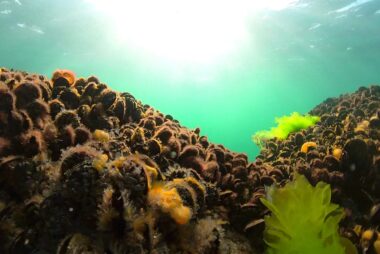 Corio Community Reef Restoration