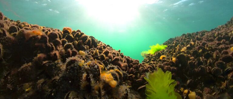 Corio Community Reef Restoration