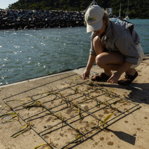 6 OCTOBER 2021 | OzFish expands Mourilyn Harbour seagrass restoration trial