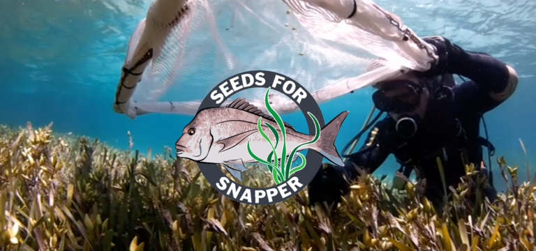 Seeds For Snapper Information Evening – Oct 18th