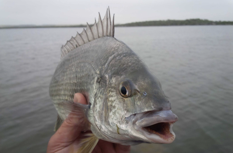 OzFish calling on anglers to mussel up for Black Bream 