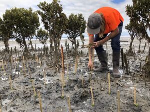 mangrove restoration 