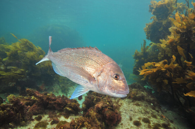 All systems go for Seeds for Snapper in WA project to start 